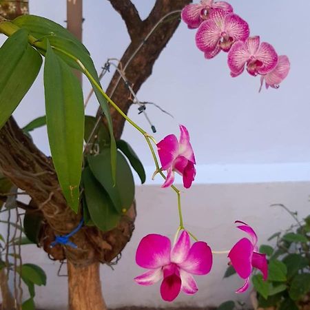 Hostel Salvador Orquideas Extérieur photo